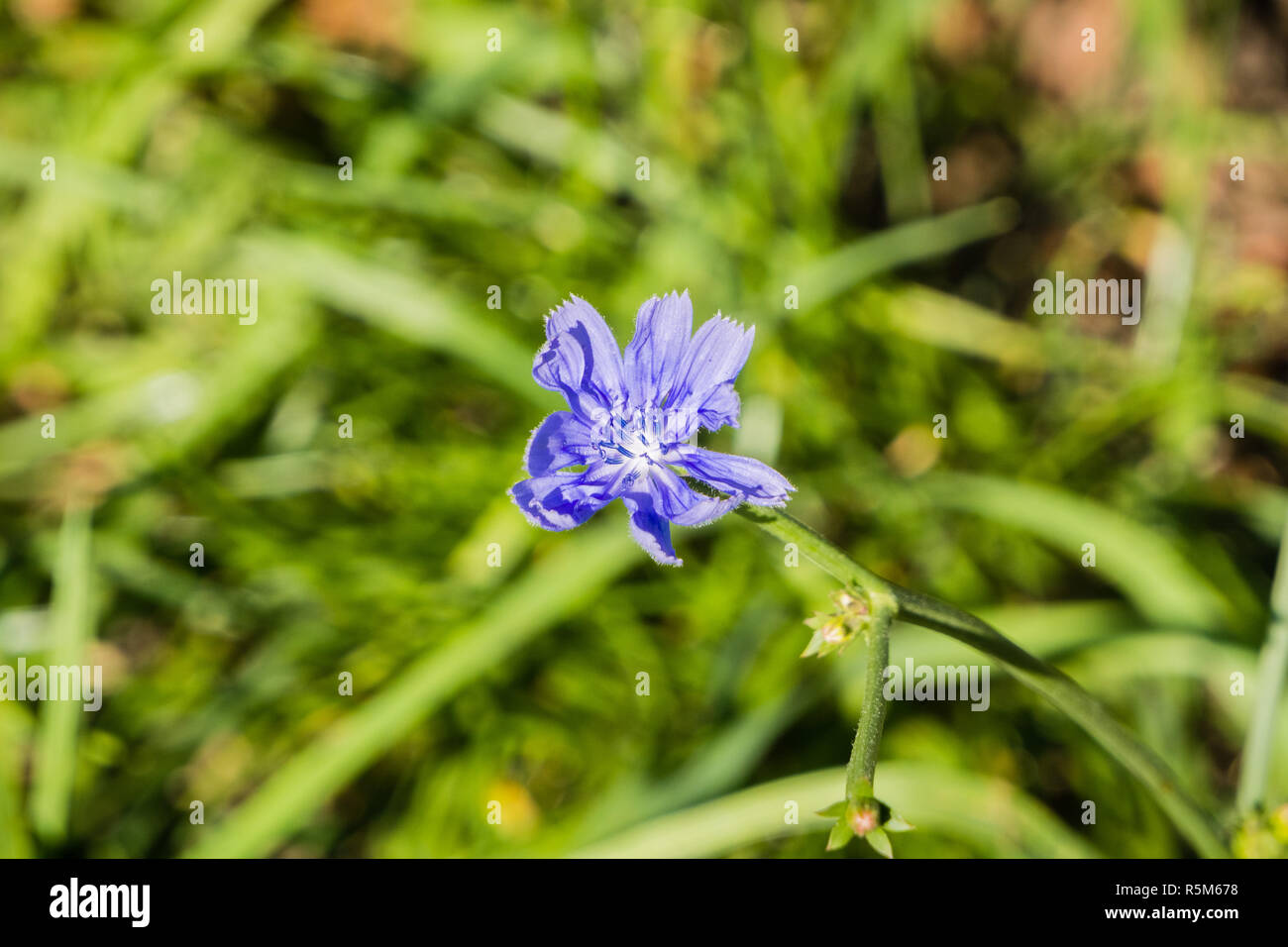 Unbehaart blaue Gänsedistel (Lactuca Plumieri) blühen auf einer Wiese, Bukarest, Rumänien Stockfoto