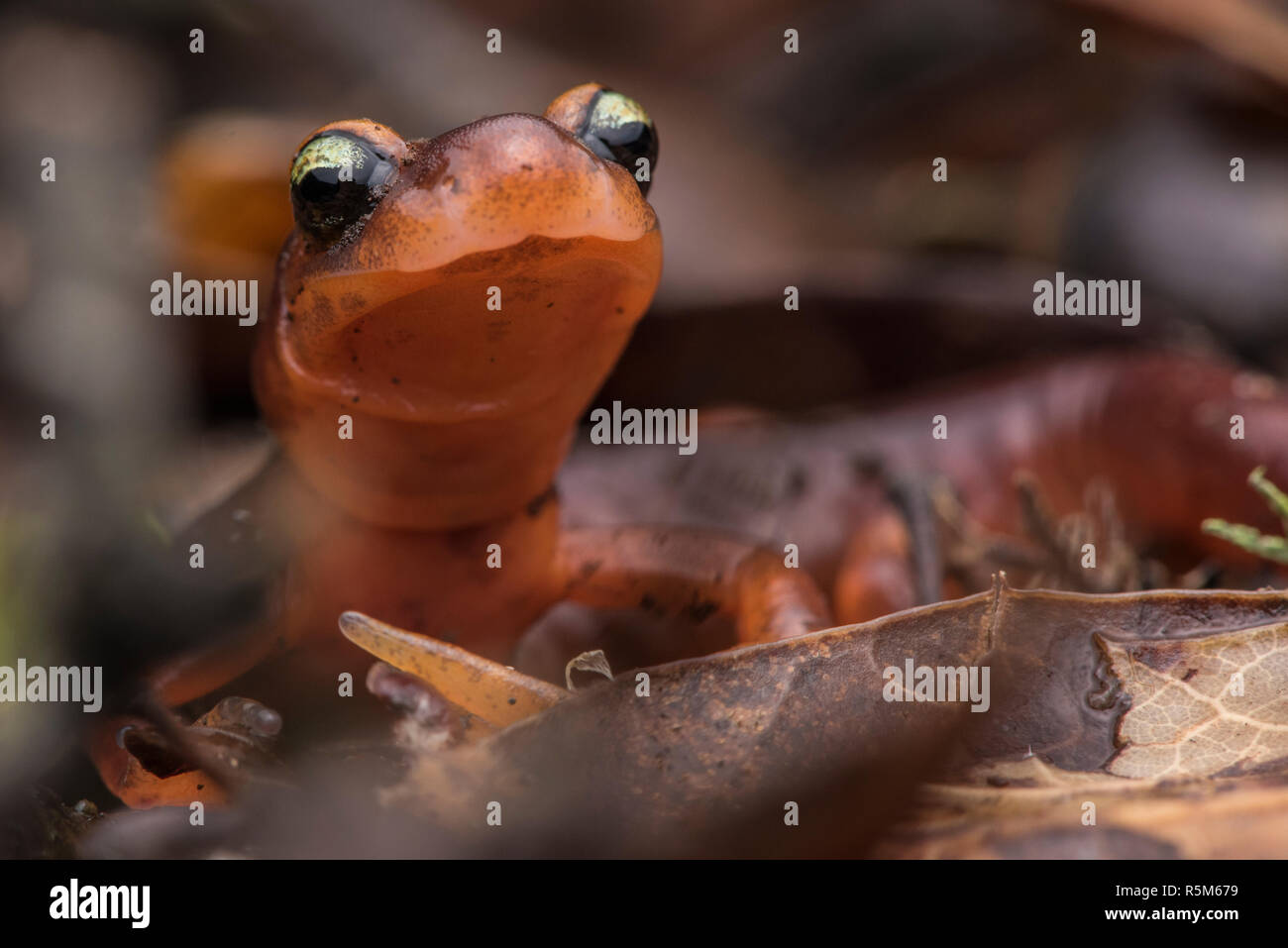 Yellow-eyed Ensatina (Ensatina eschscholtzii xanthoptica) nur in der Bay Area ist eine Unterart der Westküste Salamander, Ensatina gefunden. Stockfoto
