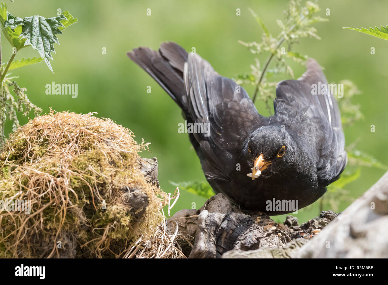 Blackbird auf Nahrungssuche Stockfoto