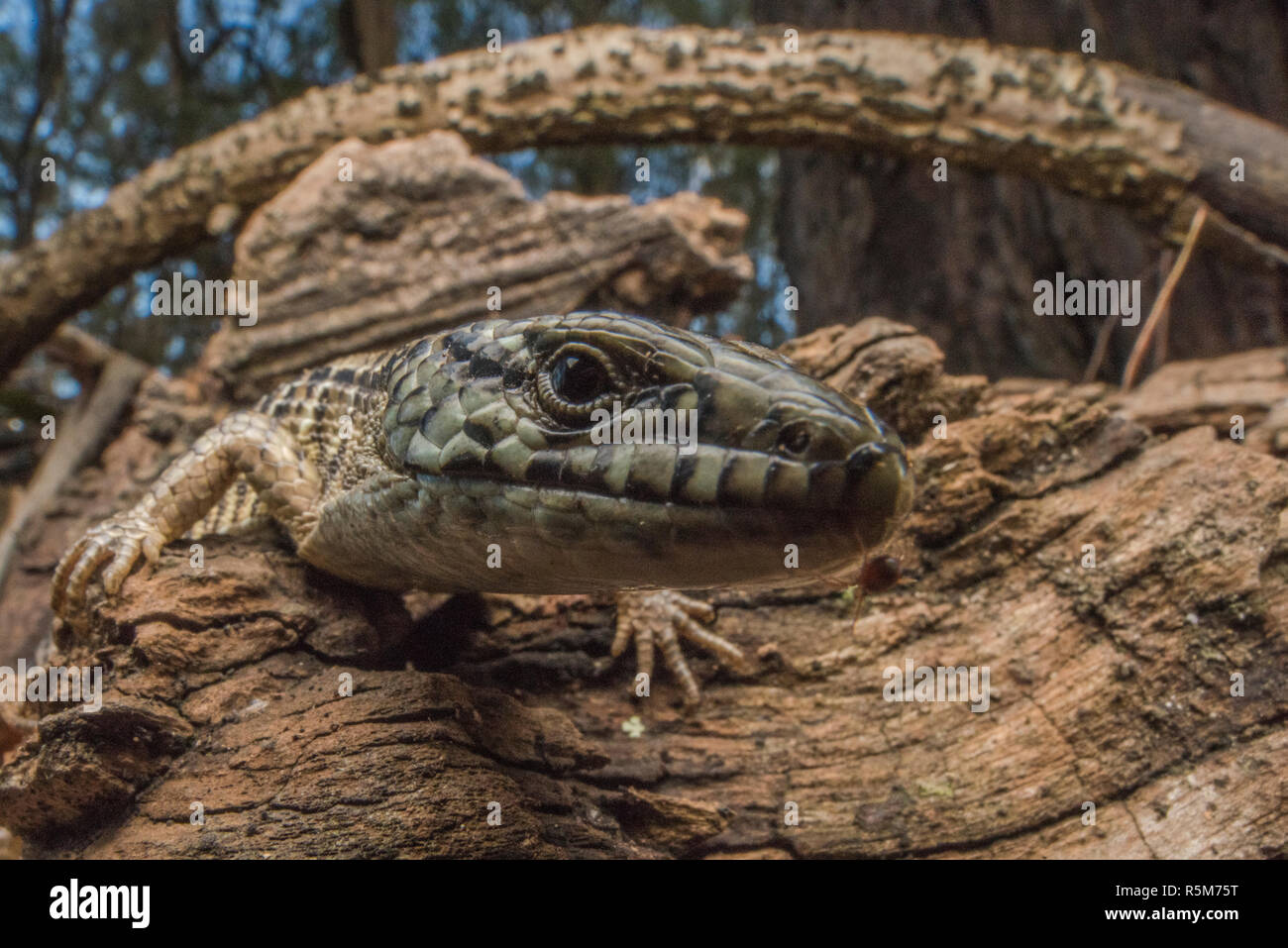 San Francisco Alligator Lizard (Elgaria coerulea coerulea), eine Unterart des Nördlichen krokodil Echse, die endemisch ist in der Bay Area in Kalifornien. Stockfoto