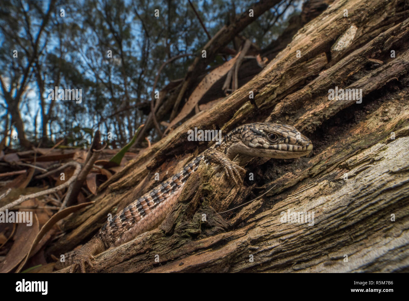 San Francisco Alligator Lizard (Elgaria coerulea coerulea), eine Unterart des Nördlichen krokodil Echse, die endemisch ist in der Bay Area in Kalifornien. Stockfoto
