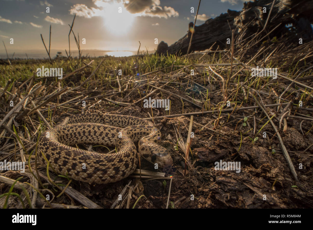 Eine junge Pacific gopher snake (Pituophis catenifer catenifer) auf dem Grünland in den Hügeln oberhalb von Berkeley, CA. Die Bucht von San Francisco ist sichtbar hinter sich. Stockfoto