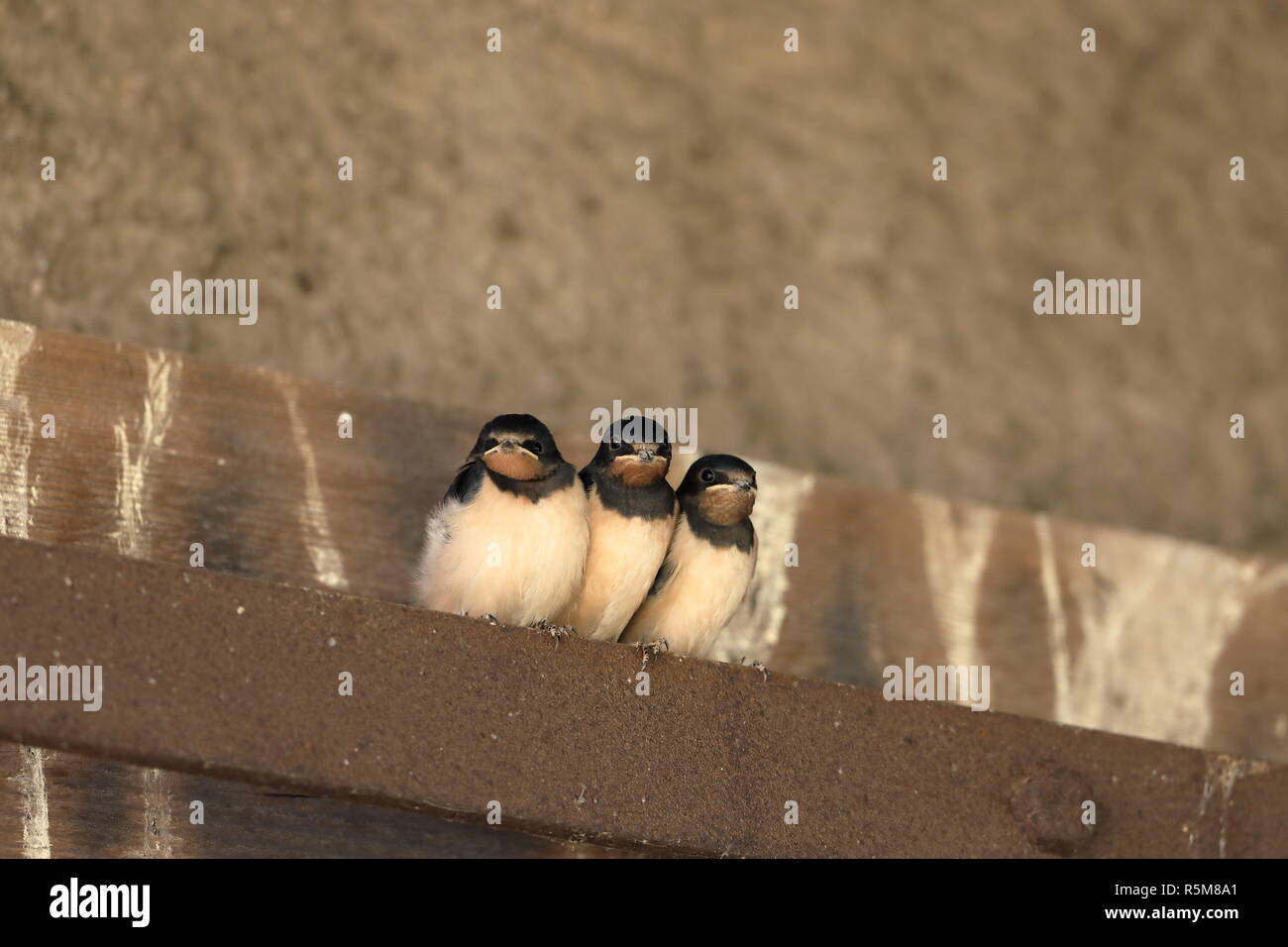 junge Schwalben Stockfoto