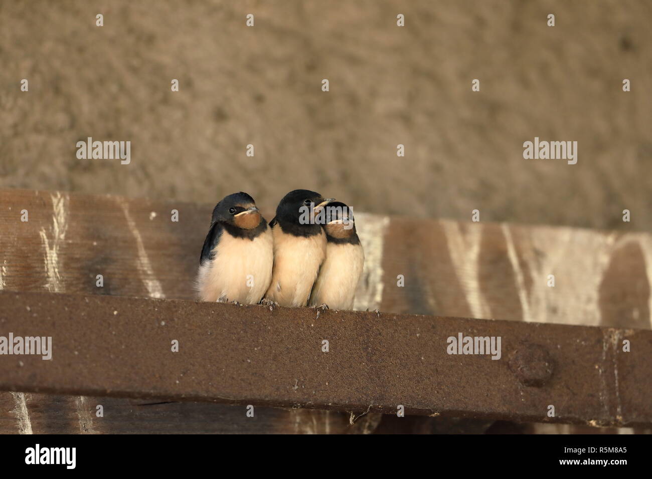 junge Schwalben Stockfoto