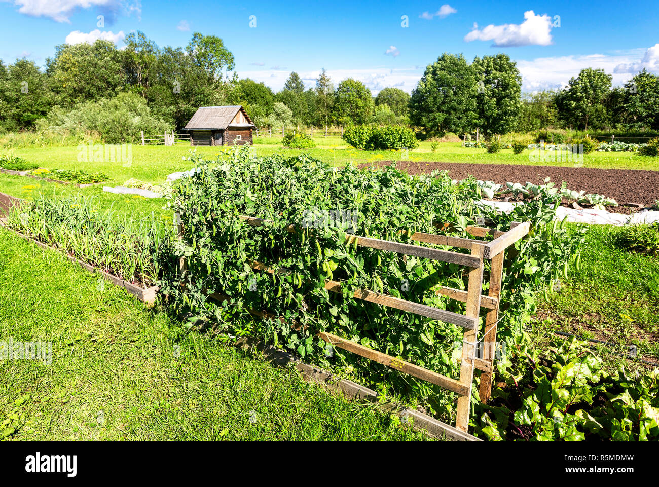 Kulturlandschaft mit Bio-Gemüsegarten im sonnigen Sommertag Stockfoto