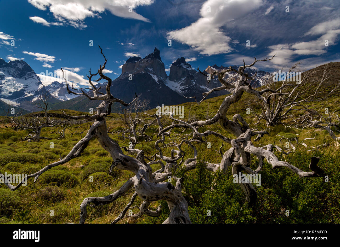 Trockenen Wald bei Torres del Paine, Chile. Stockfoto