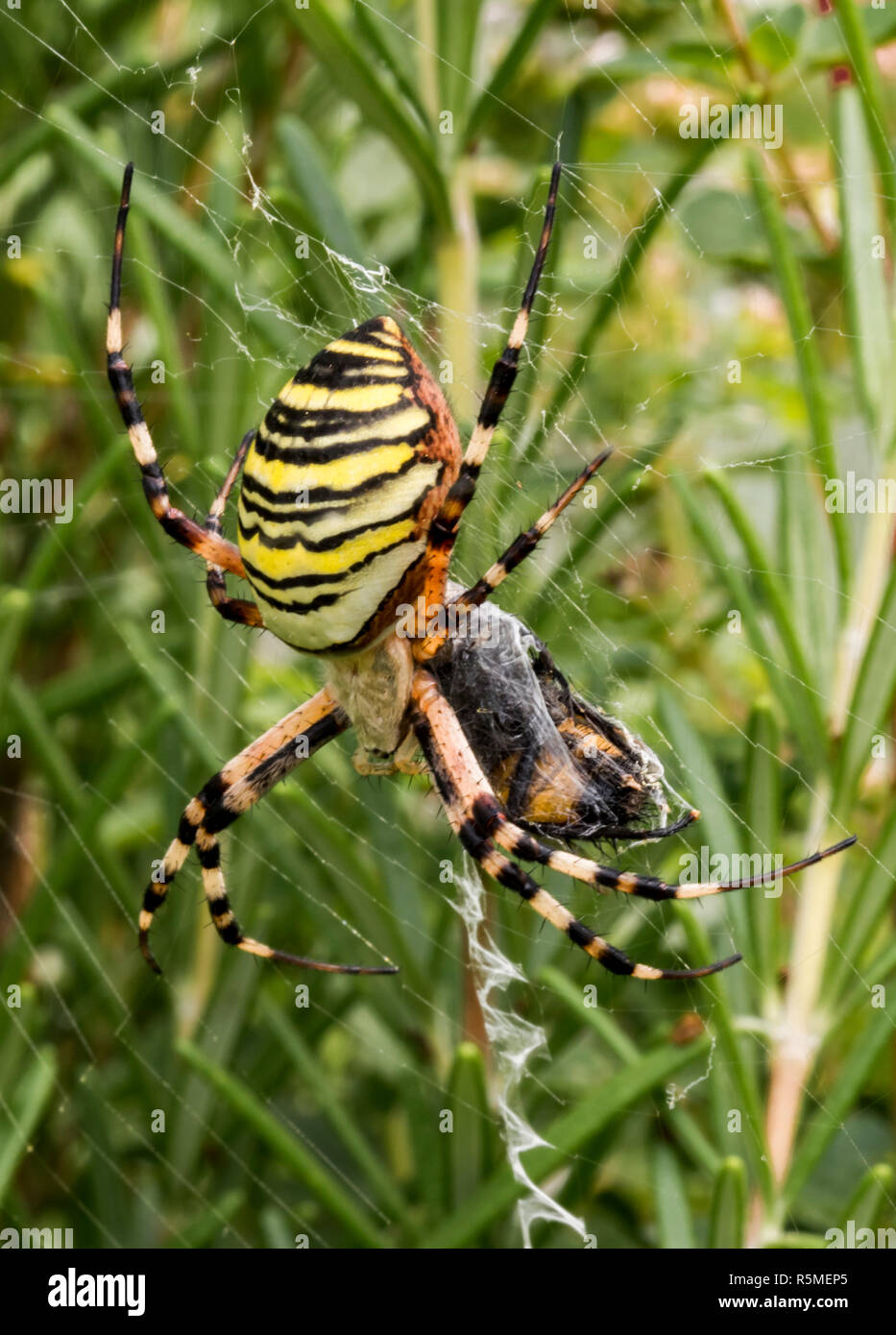 Grosse Wespe Spinne in ihrem Netz zwischen Wiese Blumen Stockfotografie -  Alamy