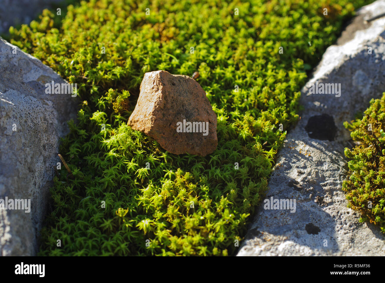 Moose und zwischen den Steinen Stockfoto