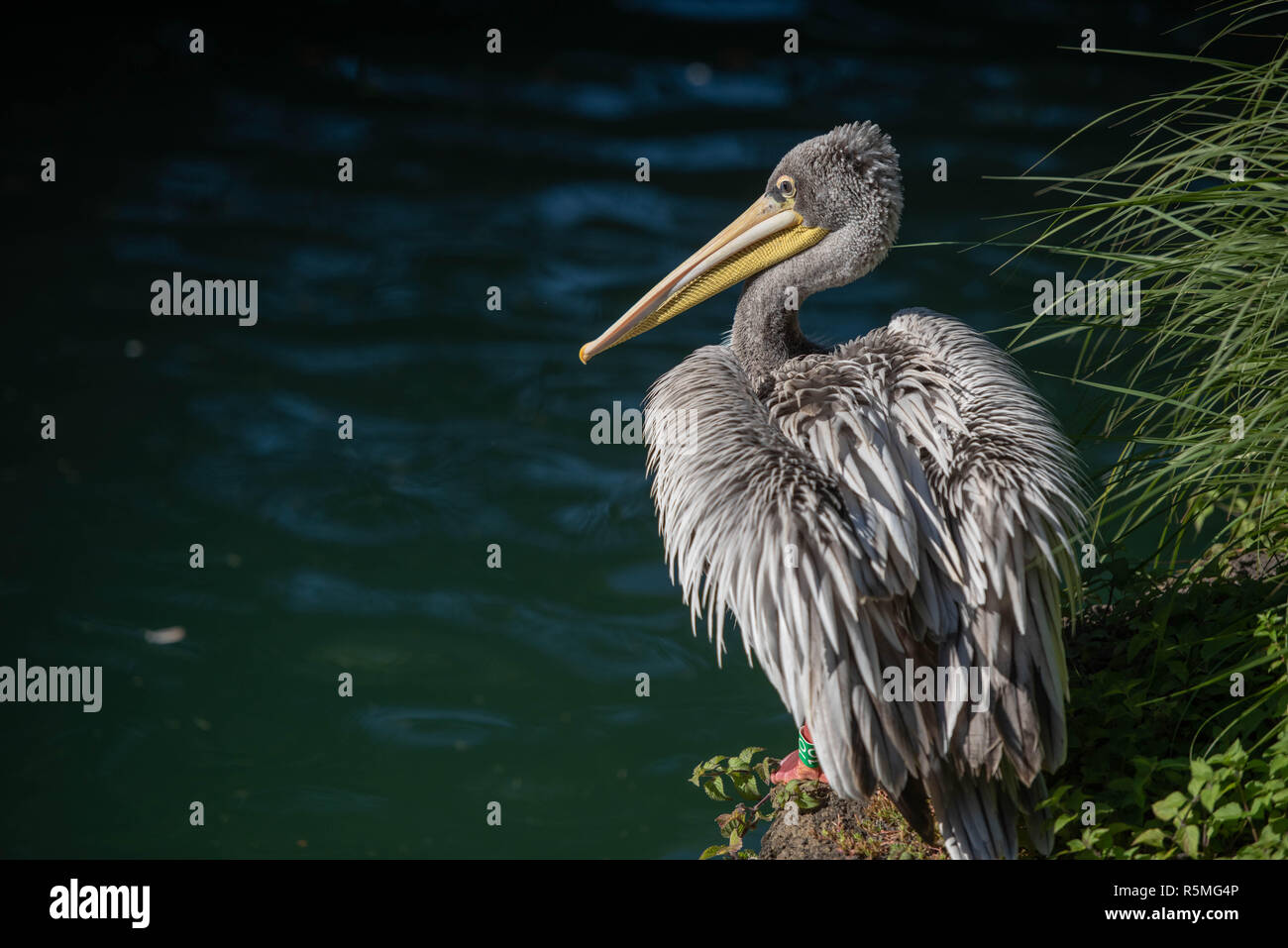 Rosa-backed Pelican am Wasser suchen Stockfoto