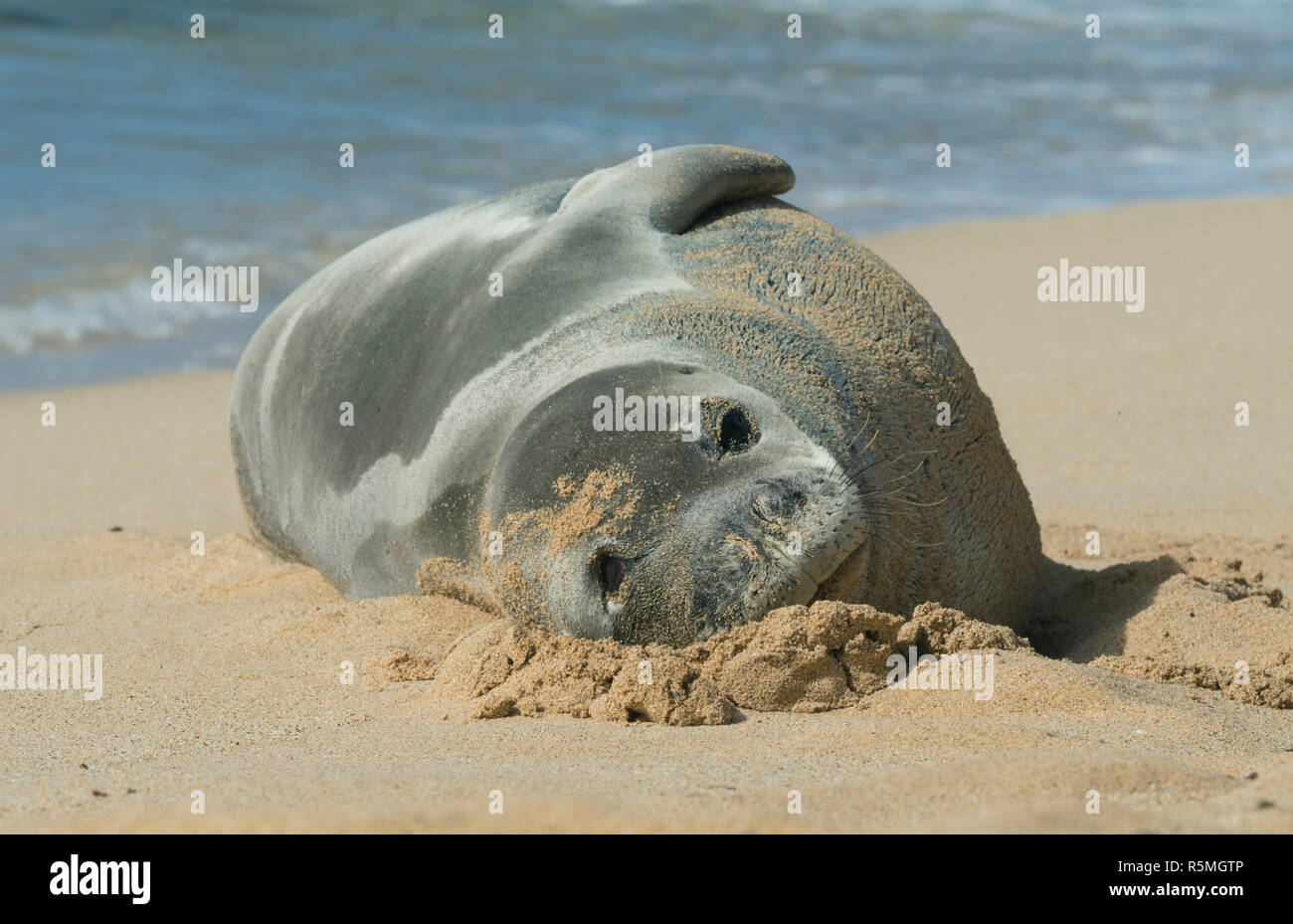 Hawaiian monk seal (Neomonachus schauinslandi) gefährdet, Kaua'i Insel, Hawaii Stockfoto