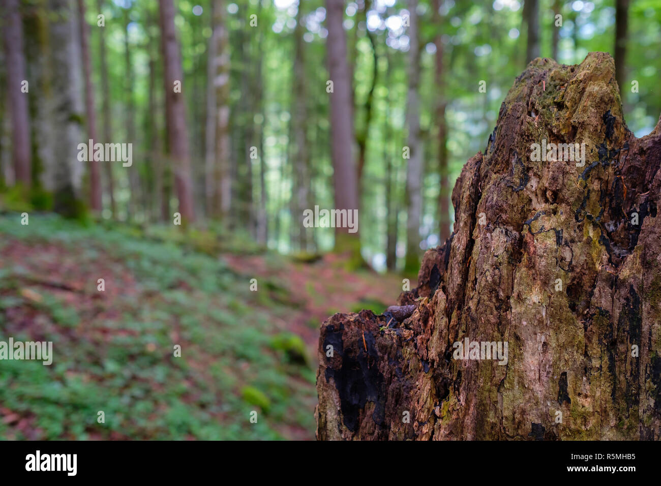 Gefällten Baumstamm einer Buche in Buchenwald Stockfoto