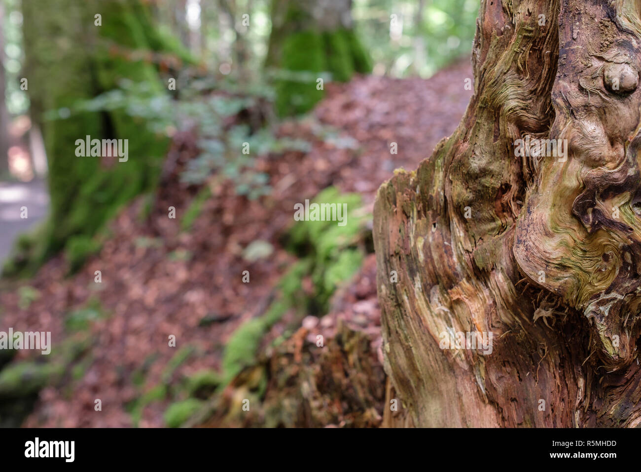Grainwood auf die gefällten Baumstamm verrottender Stockfoto