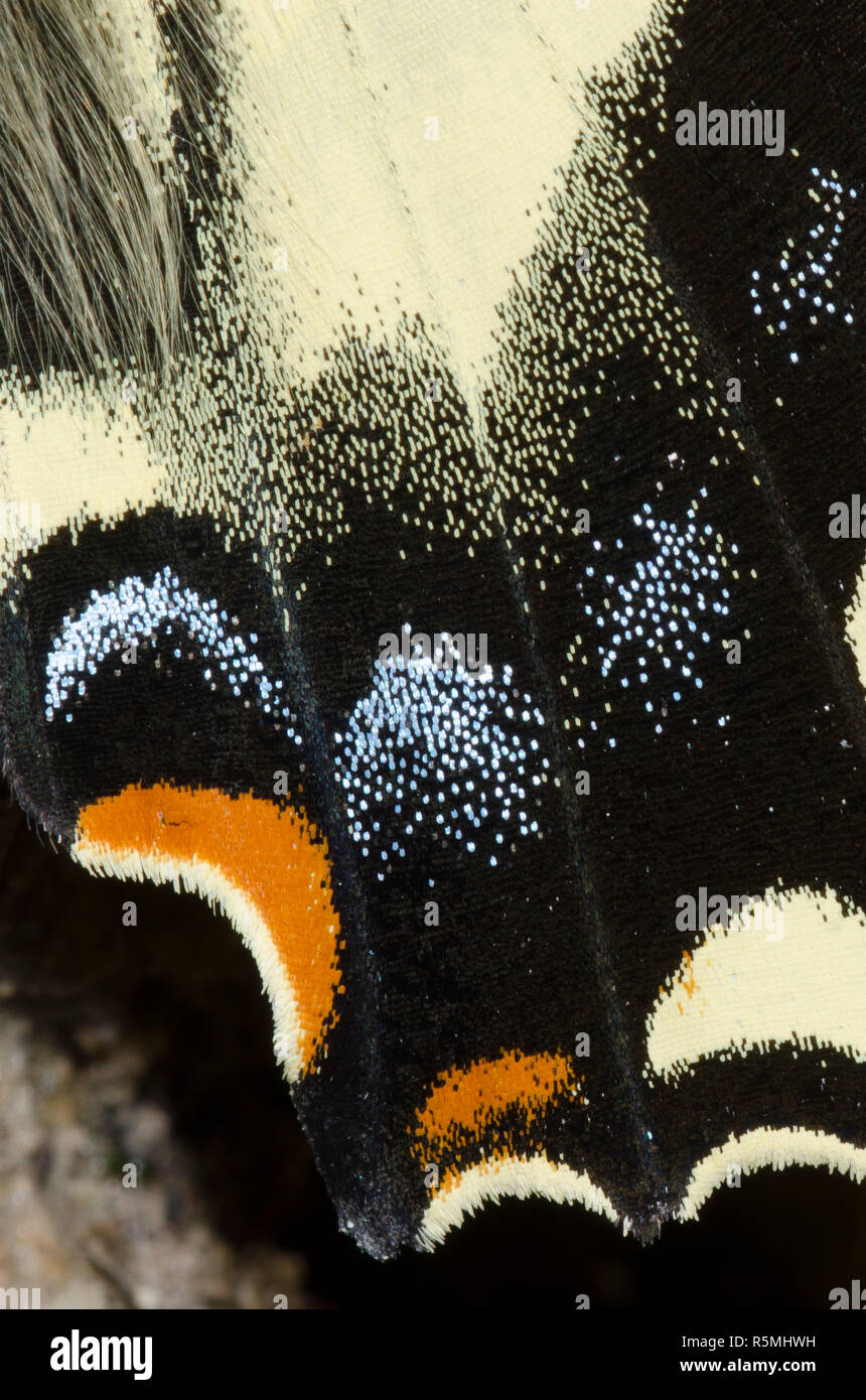 Western Tiger Schwalbenschwanz, Papilio rutulus, Flügel detail Stockfoto