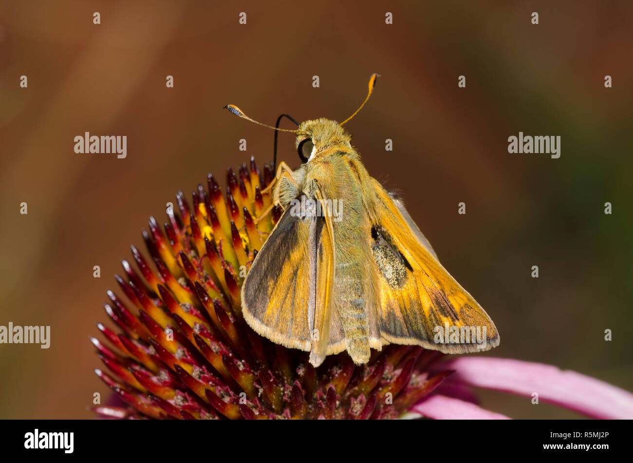 Sachem, Atalopedes huron, männlich auf violettem Koneflower, Echinacea angustifolia Stockfoto