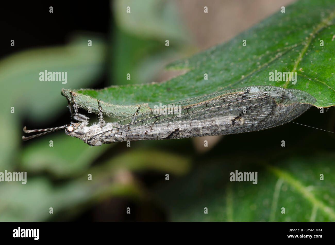 Antlion, Euptilon ornatum Stockfoto