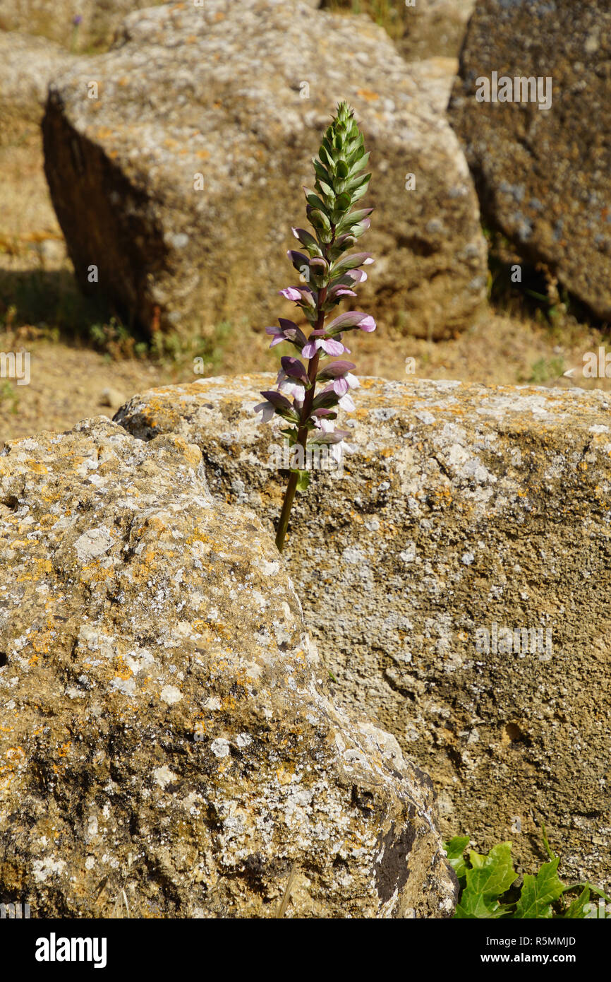 Agrigento, Sizilien, im Tal der Tempel Stockfoto