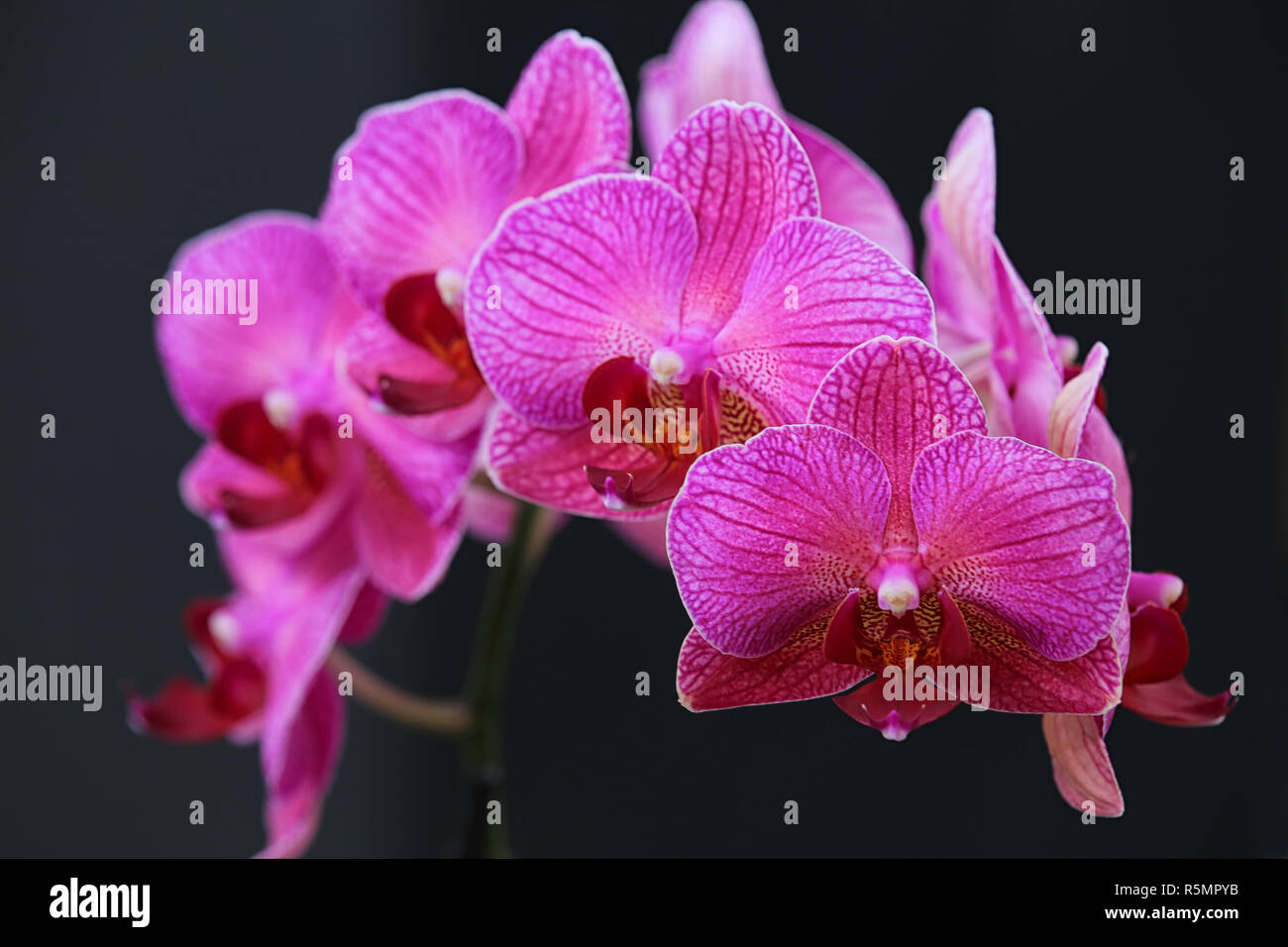 Phalaenopsis Orchidee in Rosa Stockfoto