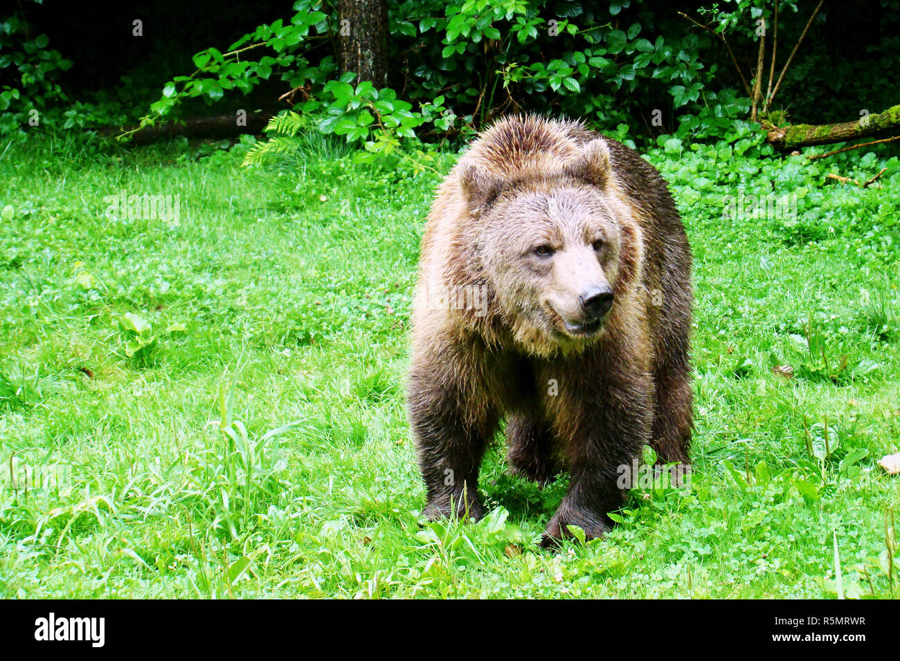 Brauner Bär läuft über die Wiese Stockfoto