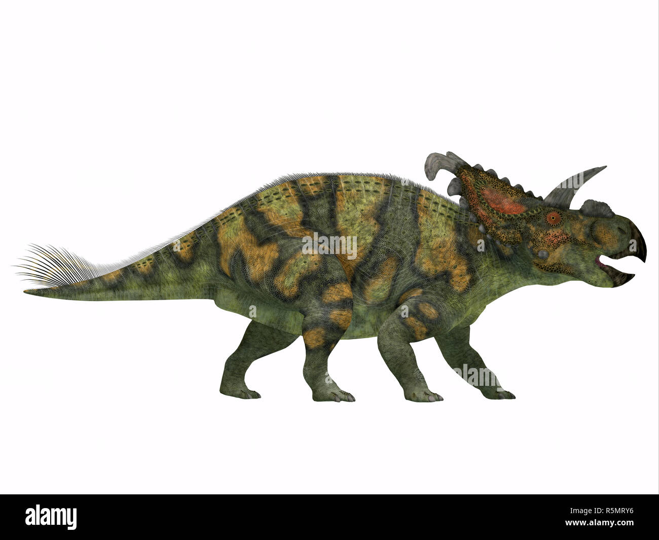 Albertaceratops auf weiß Stockfoto