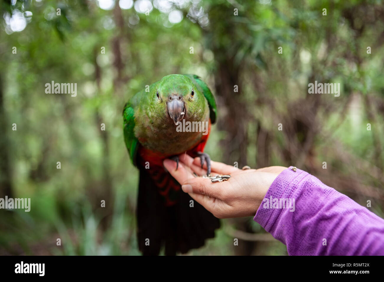 König Parrot auf weibliche Hand Feeding Stockfoto