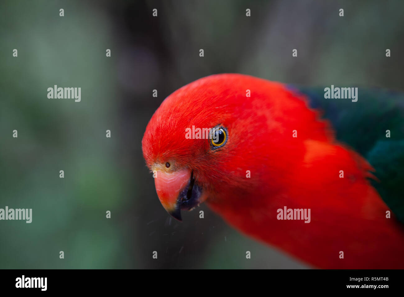 Extreme Nahaufnahme von schönen König Parrot auf unscharfen Hintergrund Stockfoto