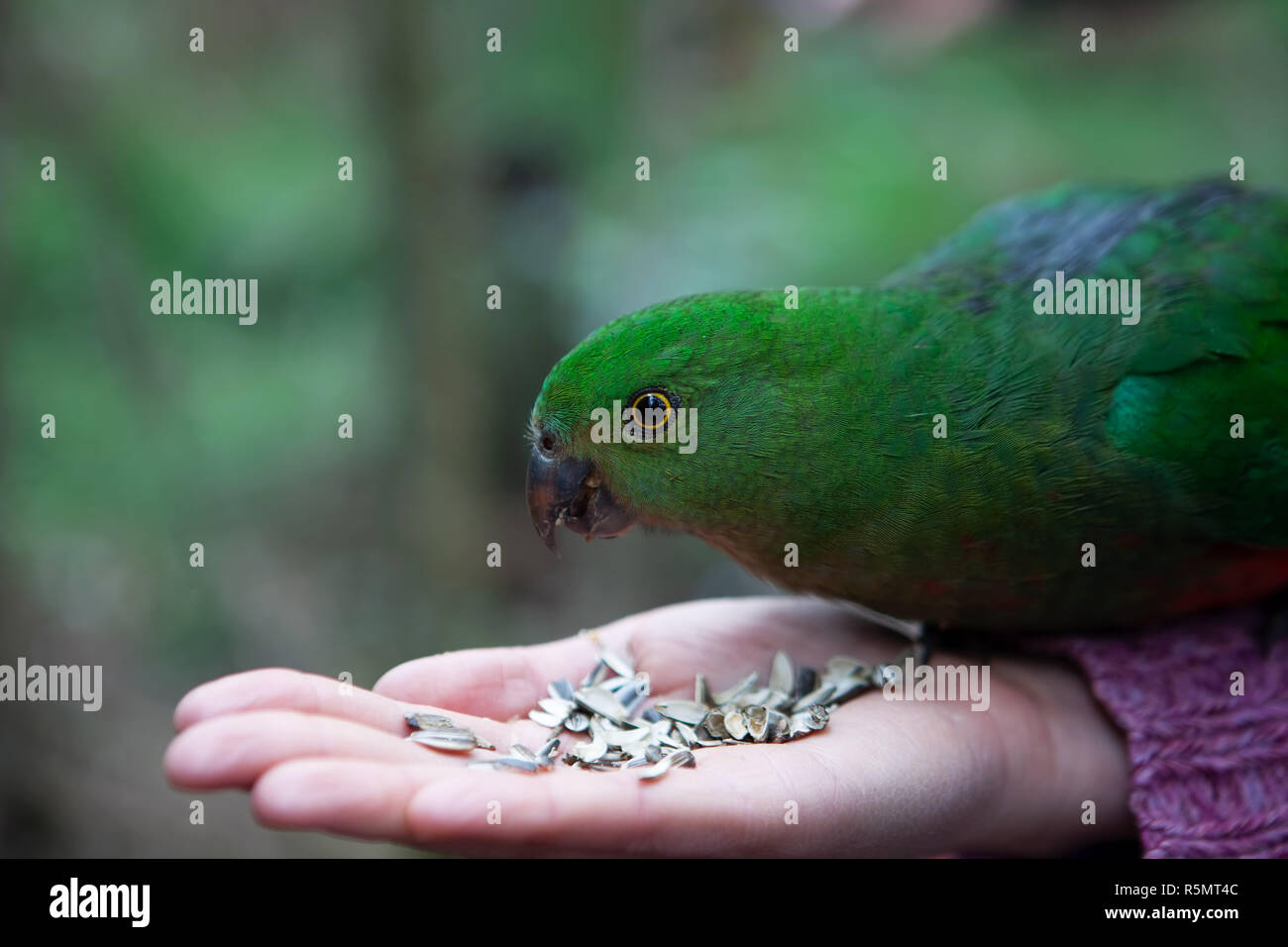 Nahaufnahme der grüne Papagei Essen auf weibliche Hand Stockfoto