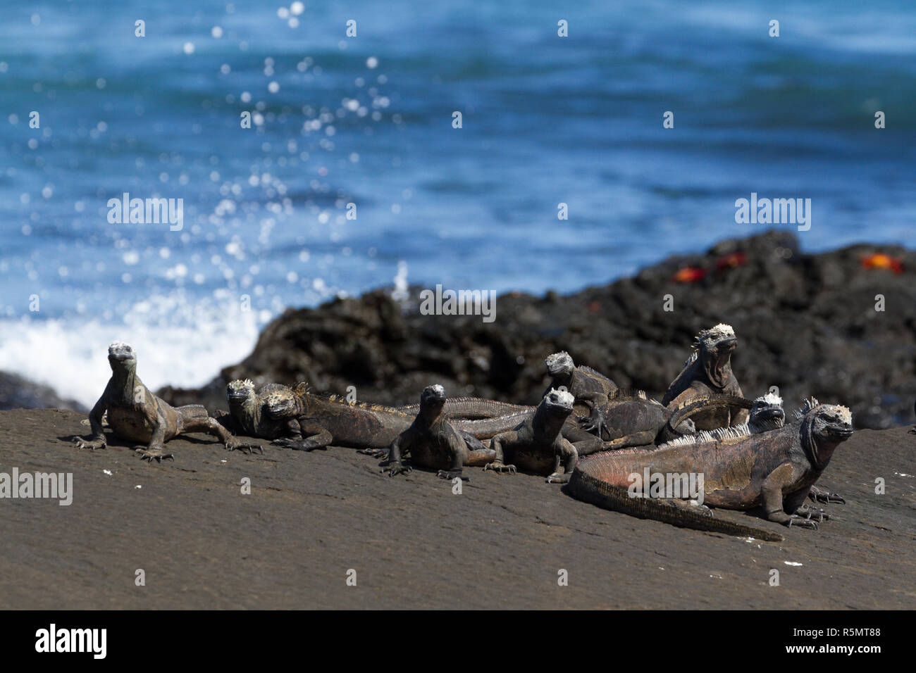 Eine Gruppe von Galapagos Meerechsen (Amblyrhynchus cristatus) auf Lava Rock, Insel Santiago, Galapagos, Ecuador Stockfoto