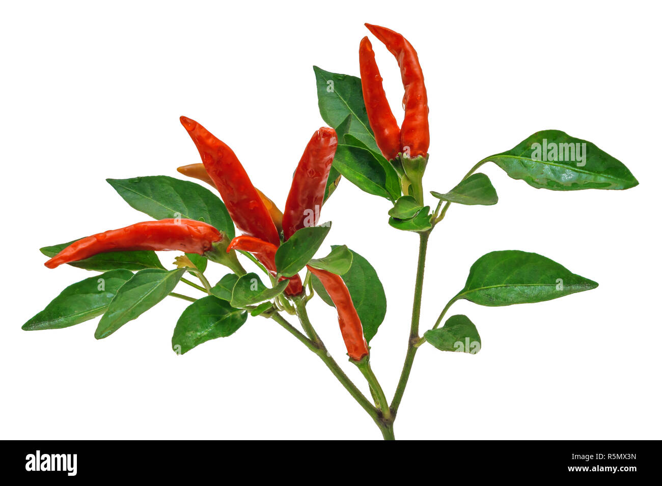 Filiale Red Pepper Stockfoto