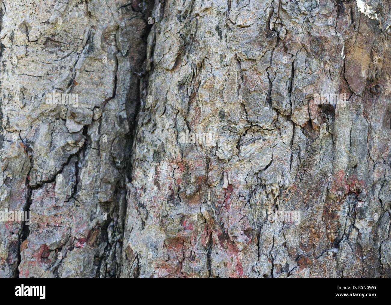 Holzstruktur. Hintergrund alte Platten Stockfoto