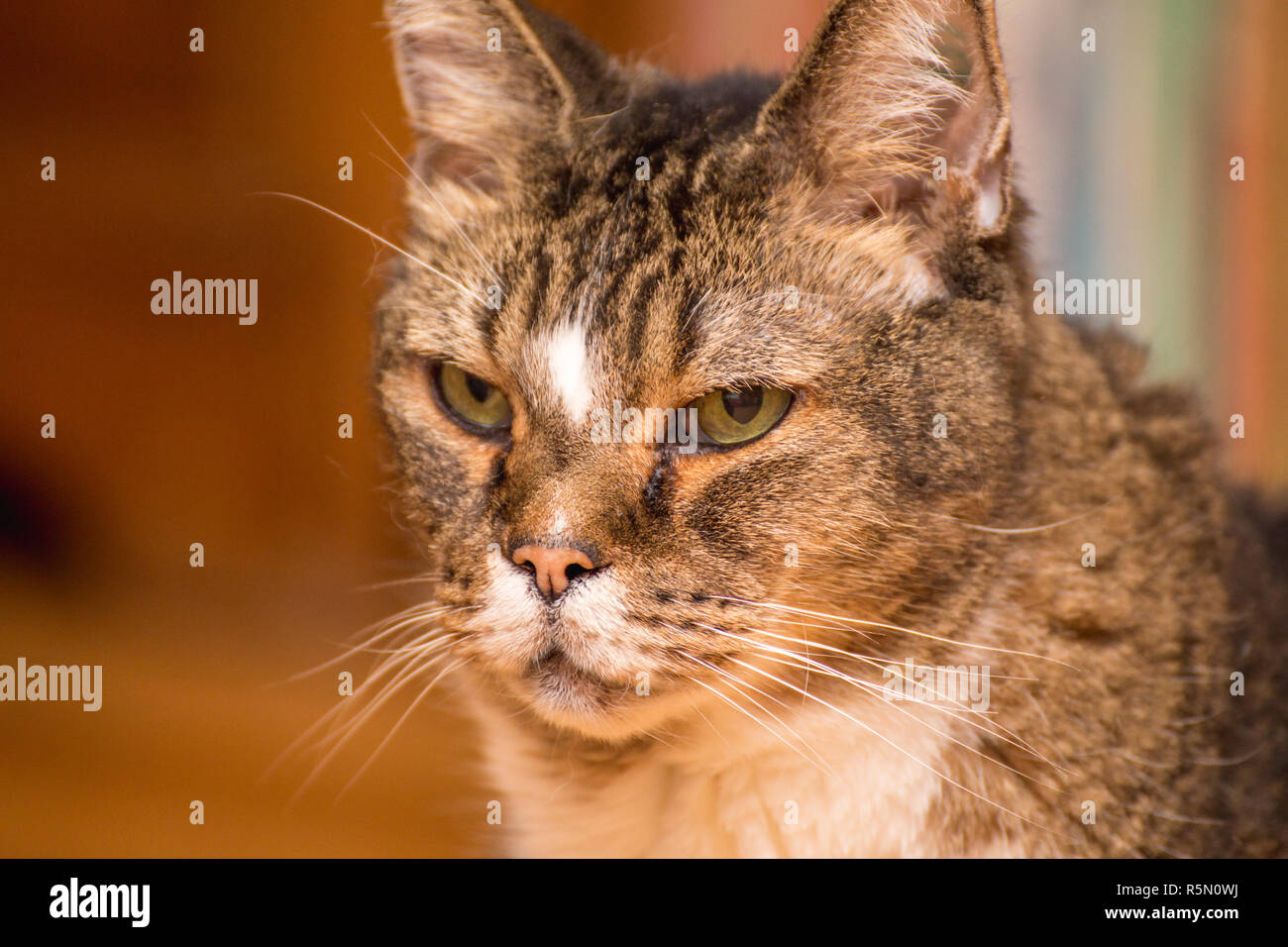 Ältere Katze mit grünen Augen und braunen, schwarzen und weißen Fell vor ernsthaft suchen. Stockfoto