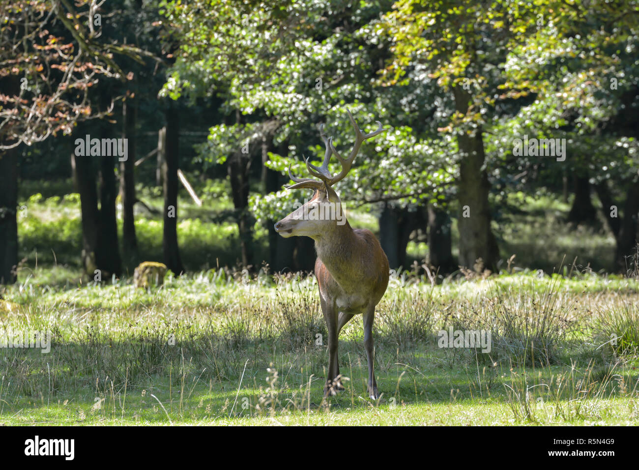 Reh im Wald Stockfoto