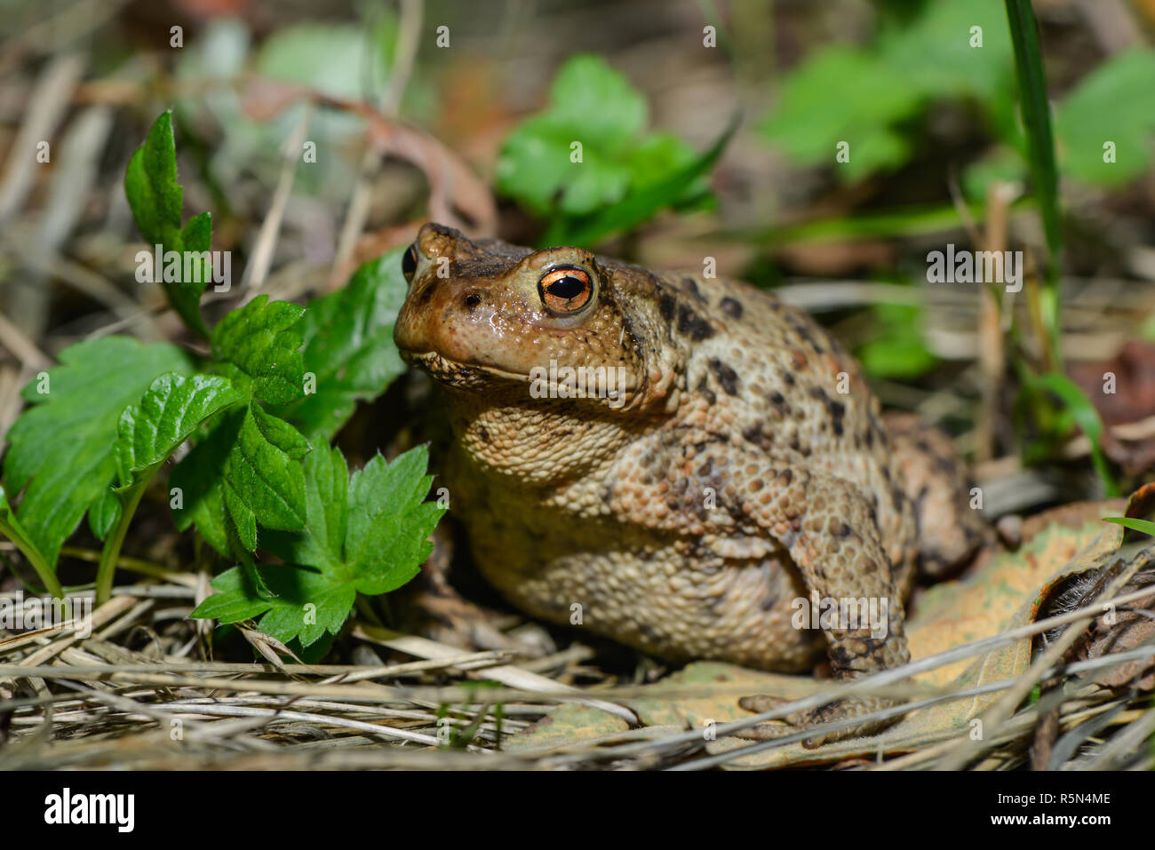 Erdkröte in der Wiese Stockfoto