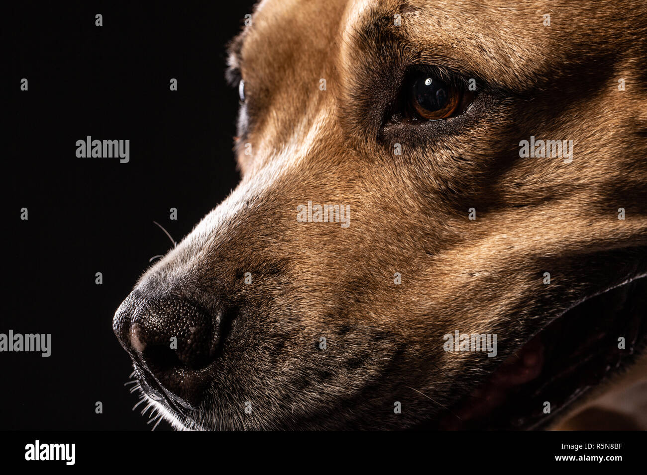 Portrait von Red American Staffordshire Terrier Hund isoliert Suchen auf schwarzem Hintergrund Stockfoto