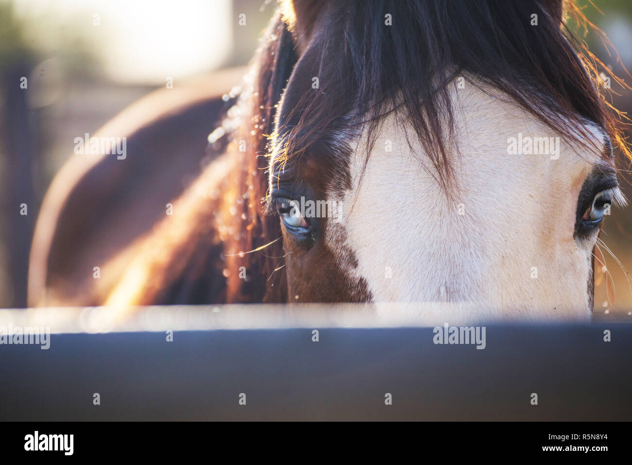Close up Portrait von Pferd mit hellen blauen Augen in die Kamera schauen. Desert Horse Stable. Stockfoto