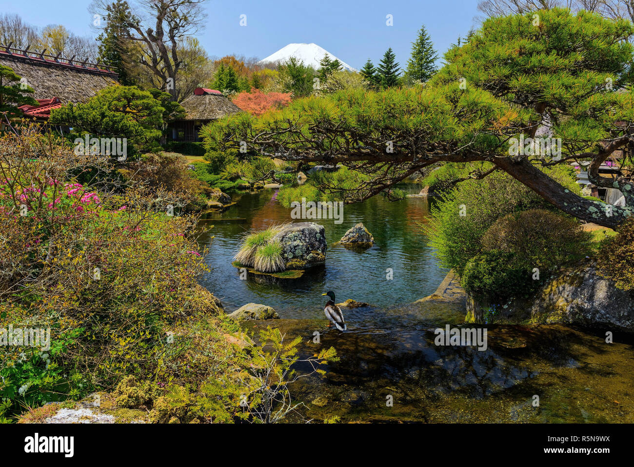 Ente im Teich und Garten in der Nähe von Mt. Fuji Stockfoto