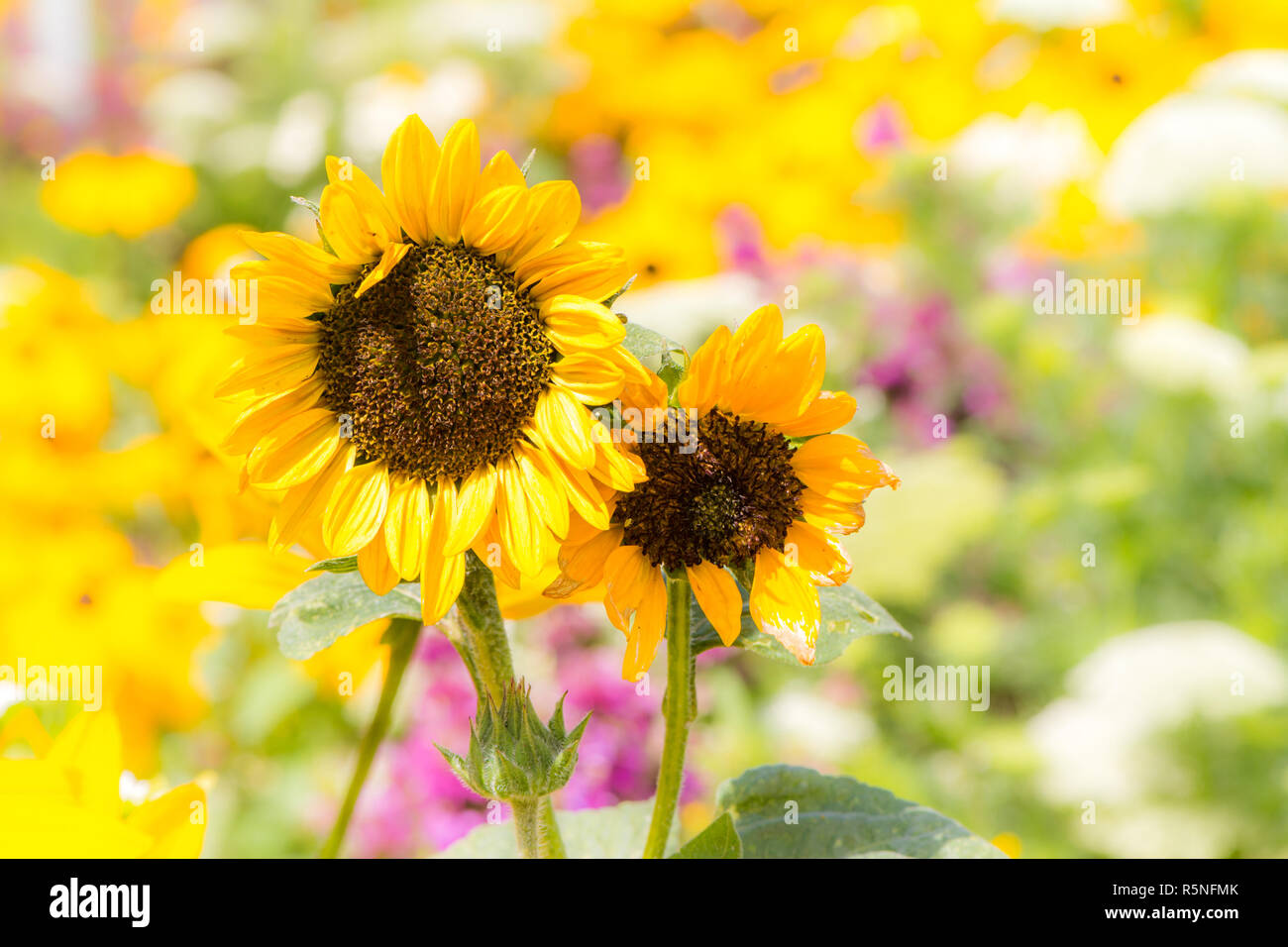 Gelbe sunnflower in einem Blumenbeet Stockfoto