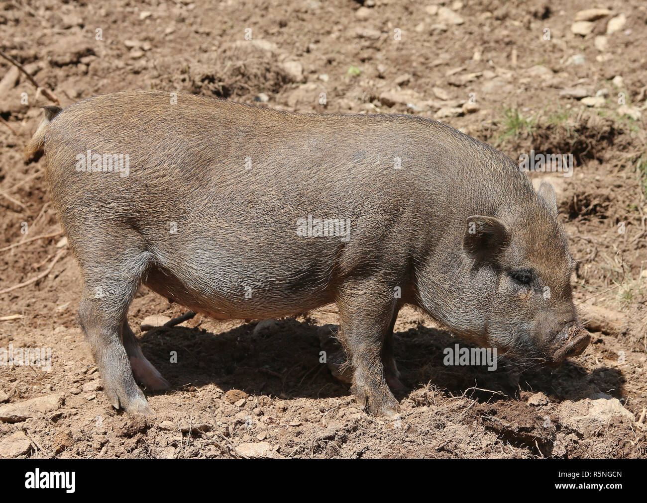 Braun mini Schwein in das Feld Stockfoto