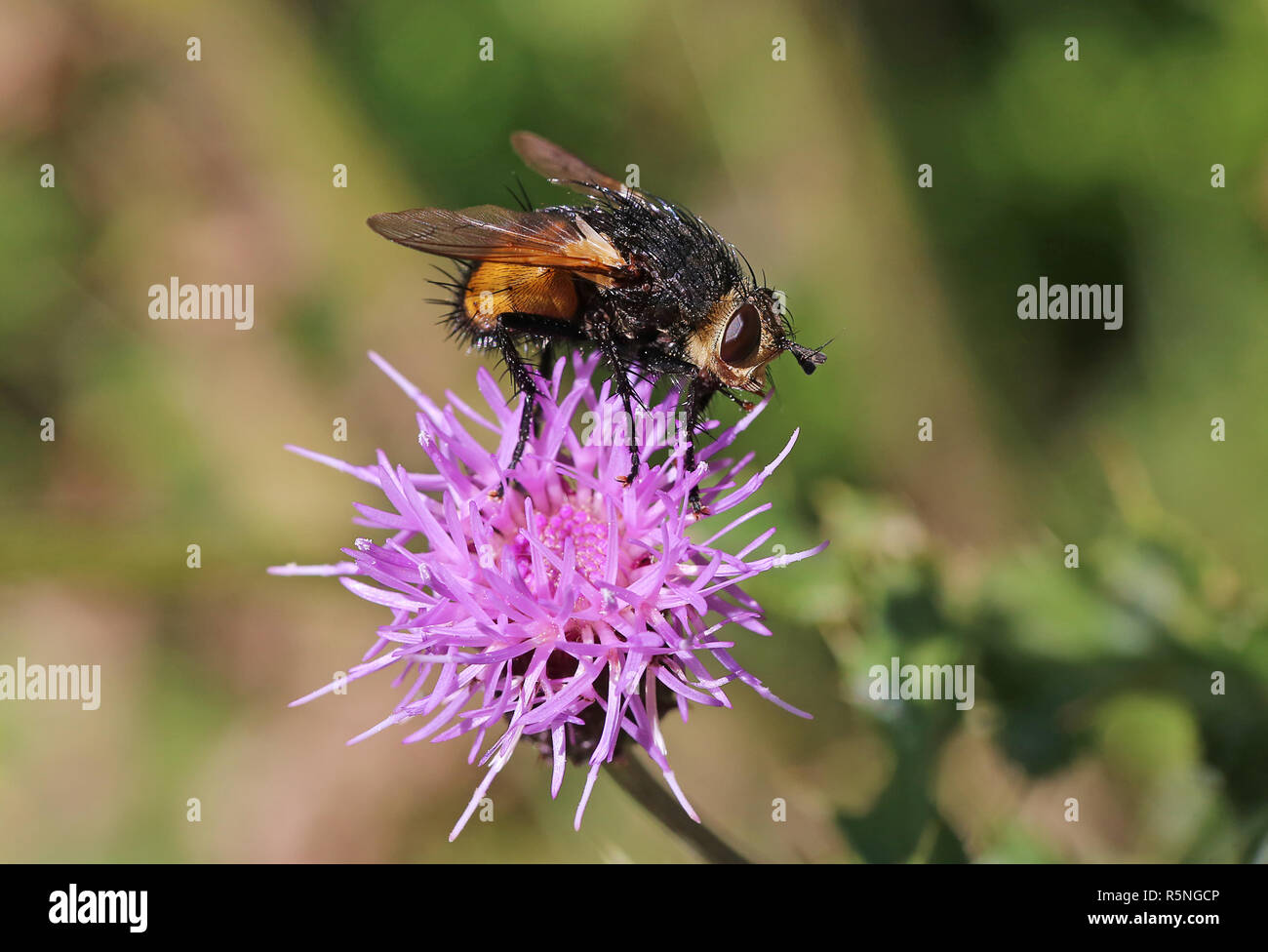 Caterpillar fliegen nowickia Ferox aus Südtirol Stockfoto