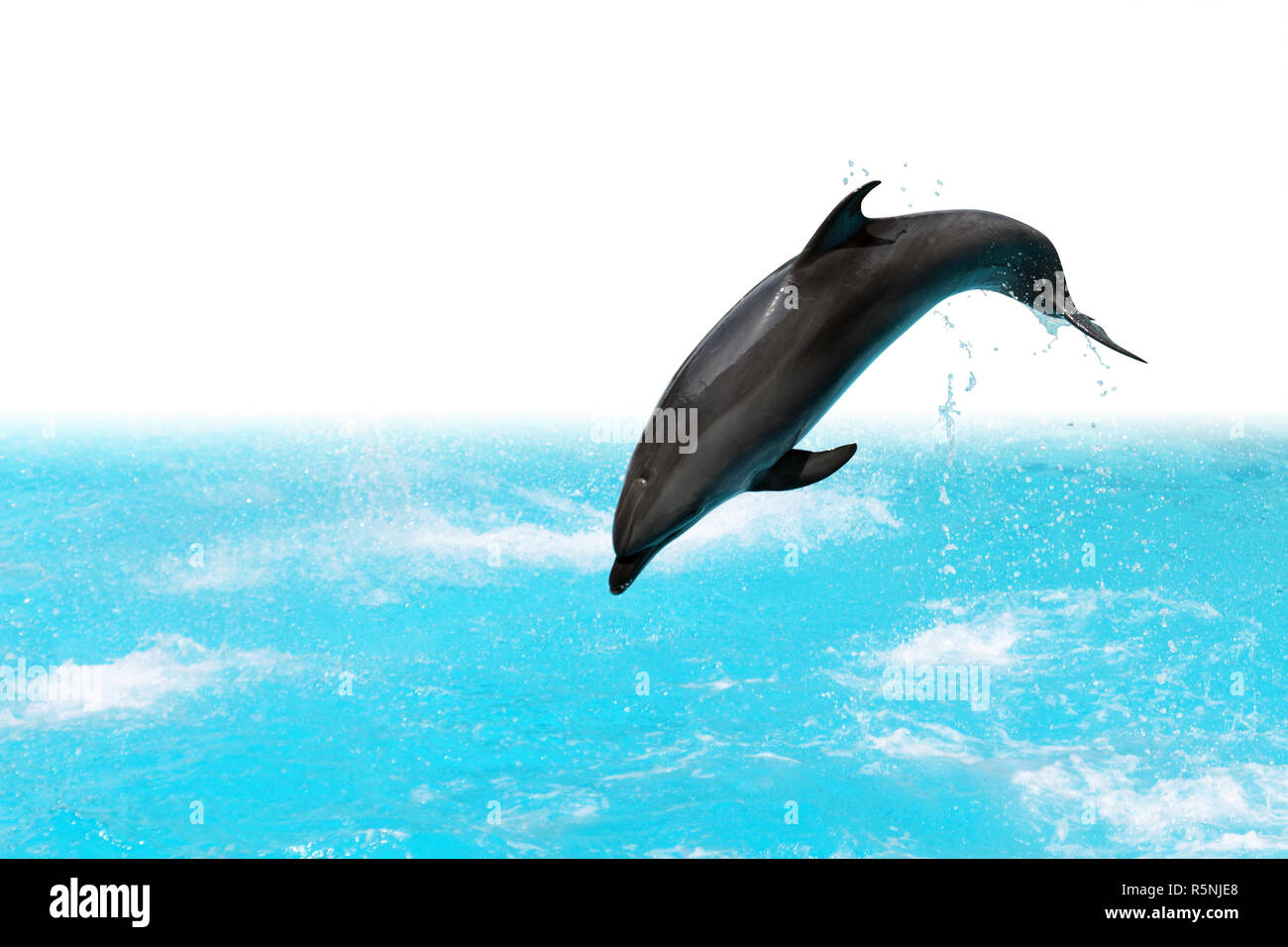 Delphine springen aus dem Wasser isoliert auf weißem Hintergrund mit Freistellungspfad Stockfoto