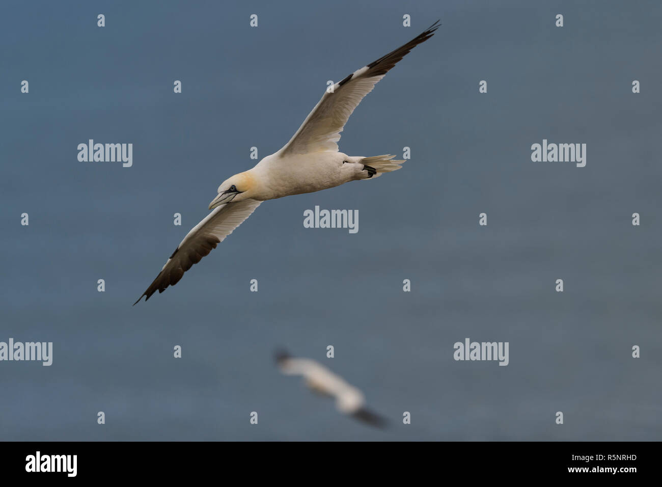 Northern gannet Morus bassanus im Flug Bempton Cliffs Naturschutzgebiet england Stockfoto