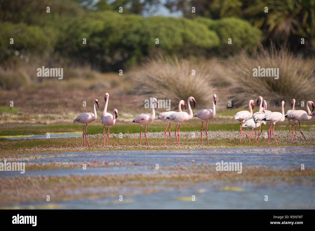 Flamingos (Phoenicopterus Roseus) waten im seichten Wasser an der West Coast National Park an der Westküste von Kapstadt, Südafrika Stockfoto