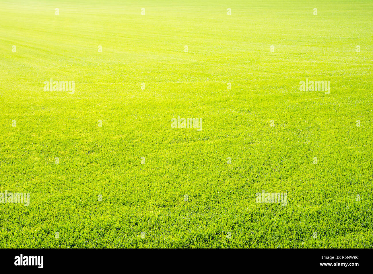 Perfekte short cut grüne Gras Hintergrund Stockfoto