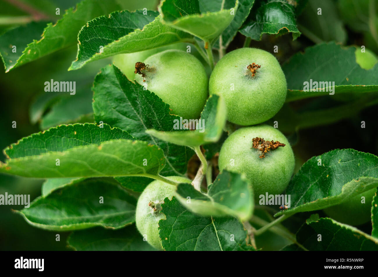 Die Äpfel auf dem Baum im Garten. Neue Ernte von Äpfeln. Stockfoto