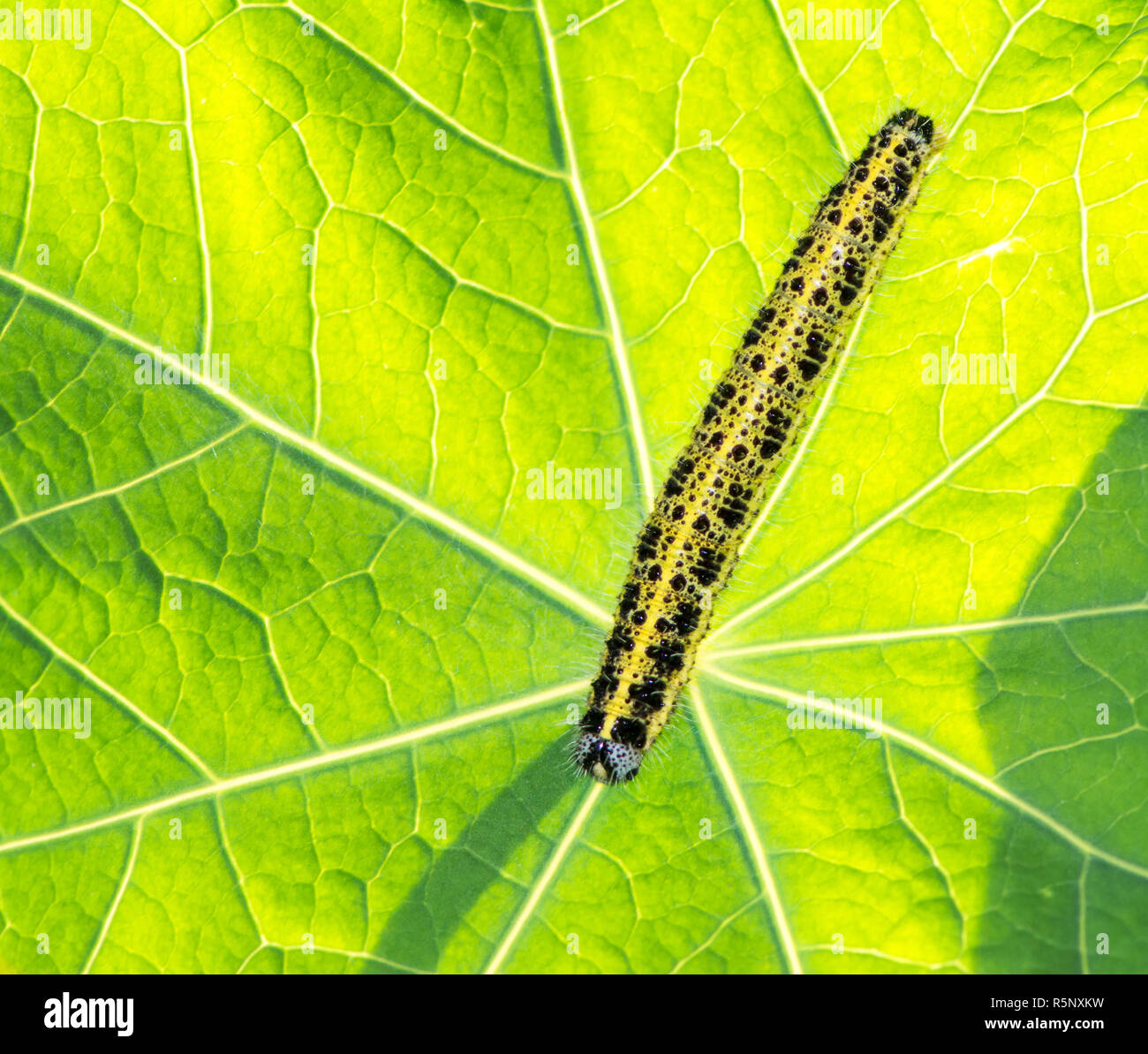 Caterpillar eines cabbage Butterfly Stockfoto