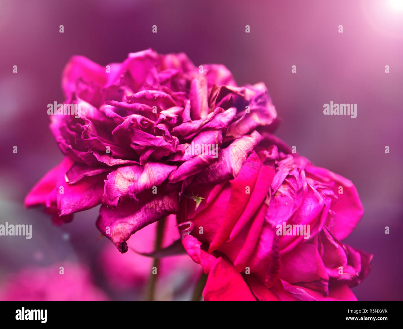 Bud der roten Rose verwelkt Stockfoto