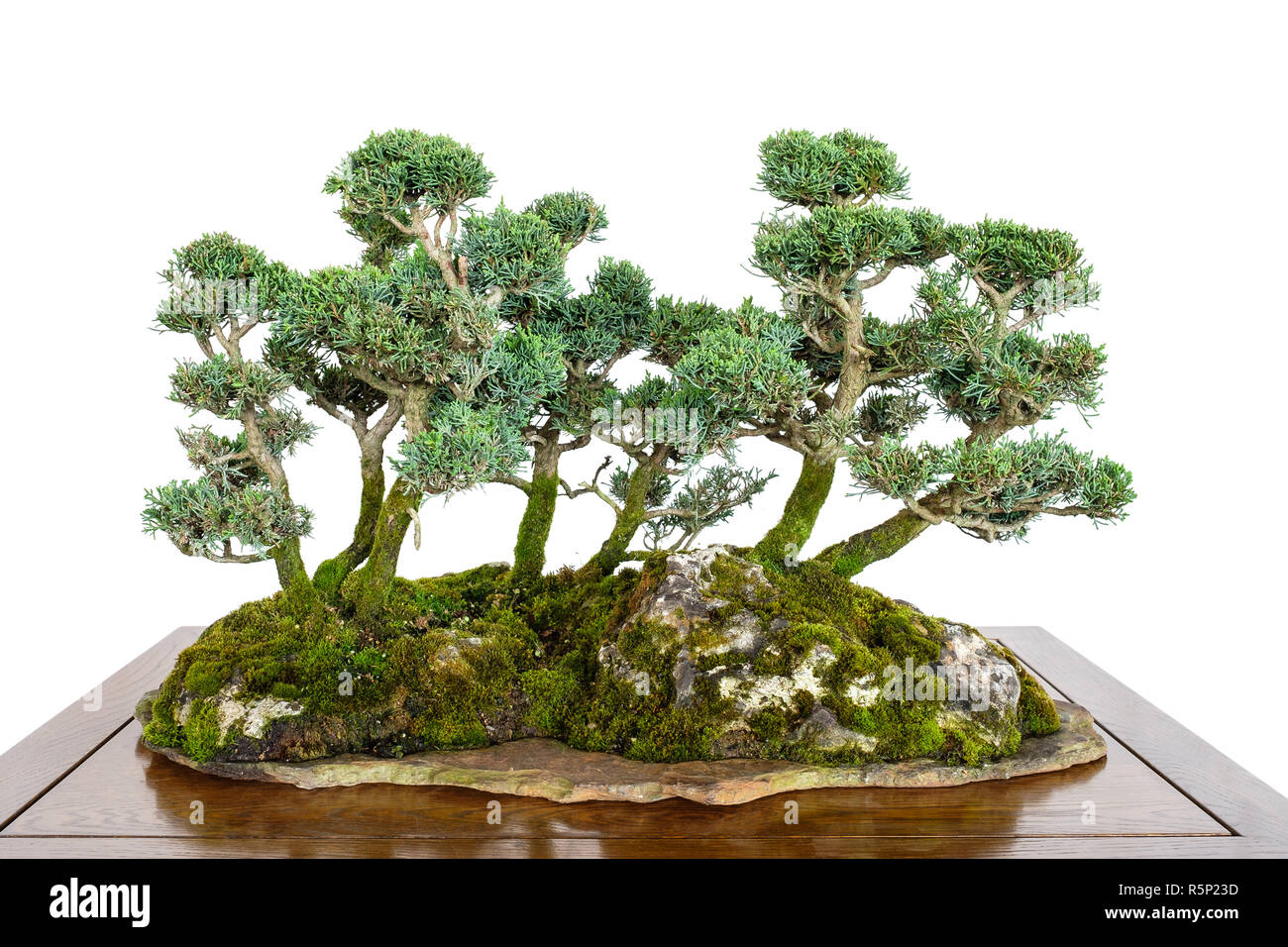 wurzelkralle bonsai Ficus retusa main image 1