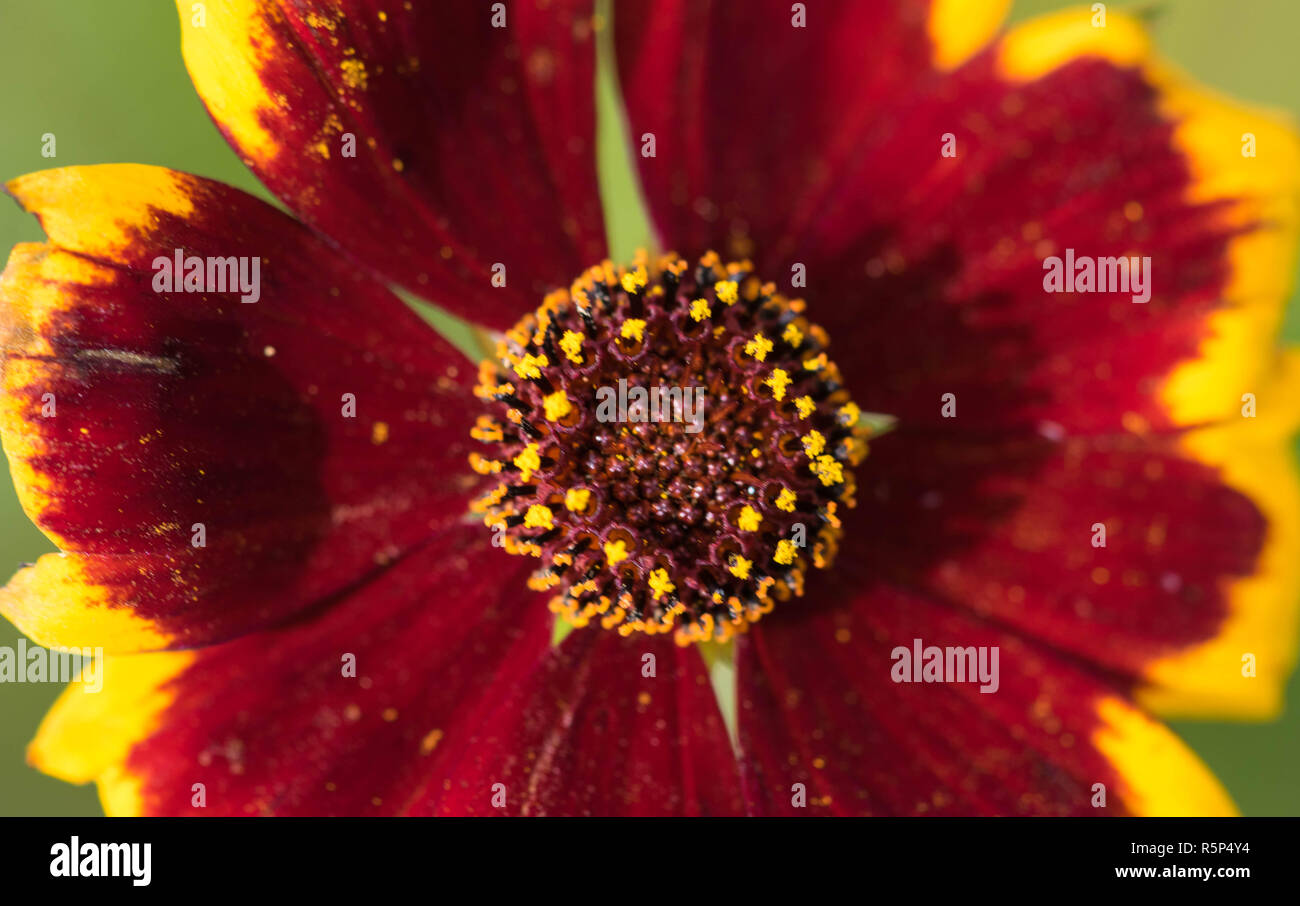 Nahaufnahme einer bunten Blume Stockfoto