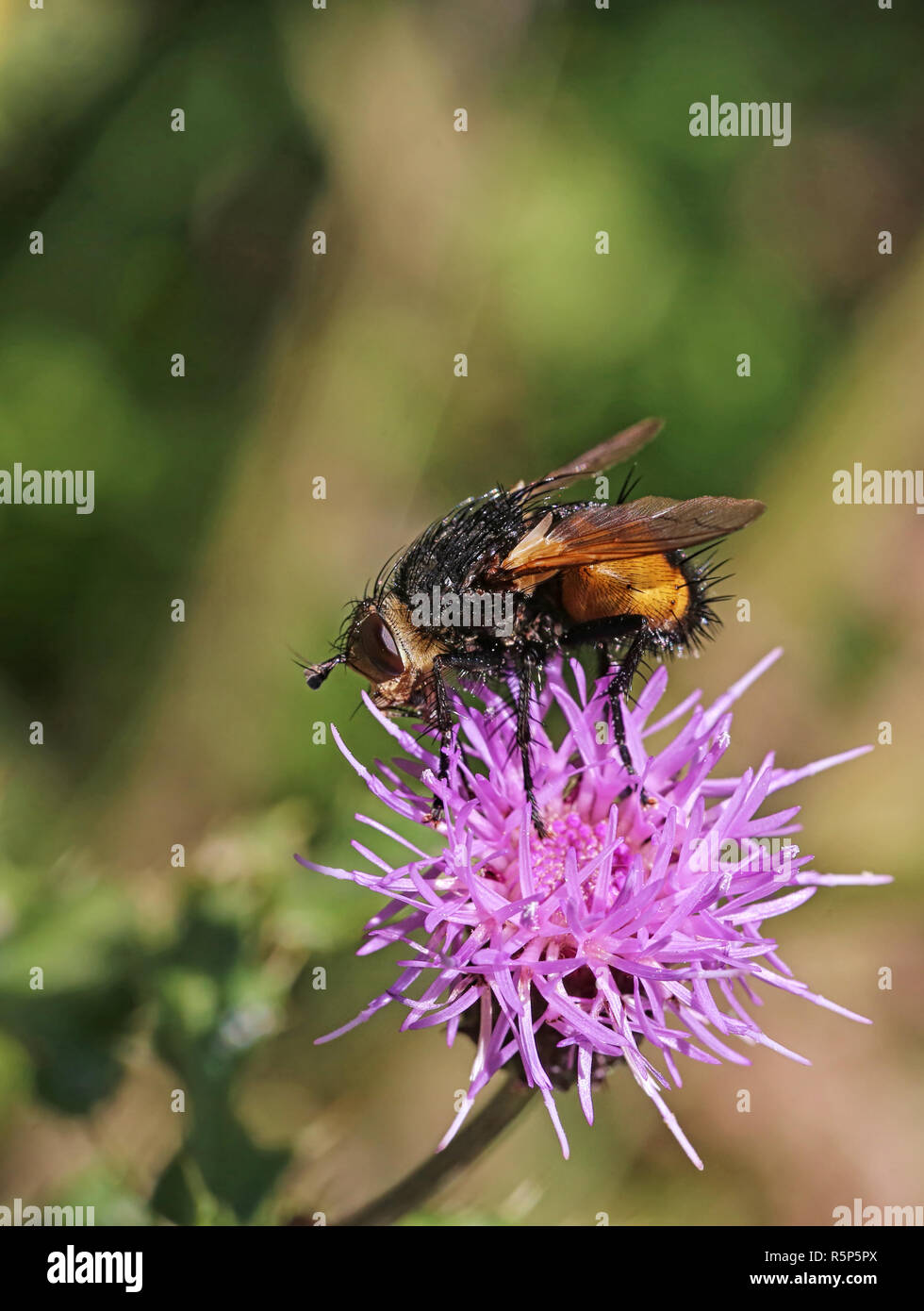 Makro Caterpillar fliegen nowickia Ferox Stockfoto