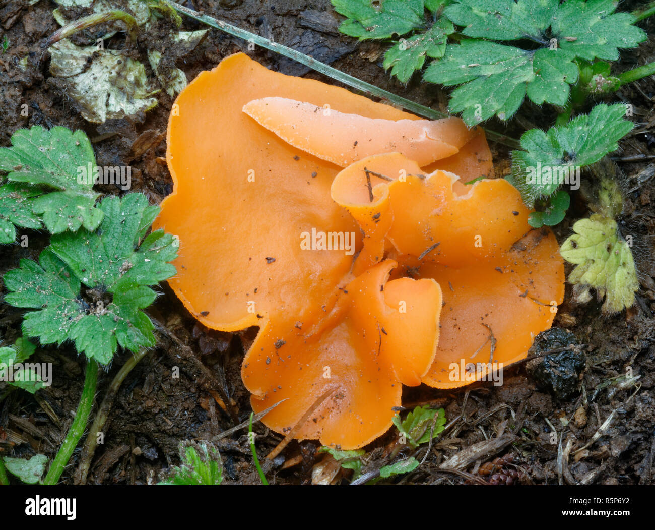 Orange Peel Pilz - Aleuria aurantia Unter Buttercup Blätter Stockfoto