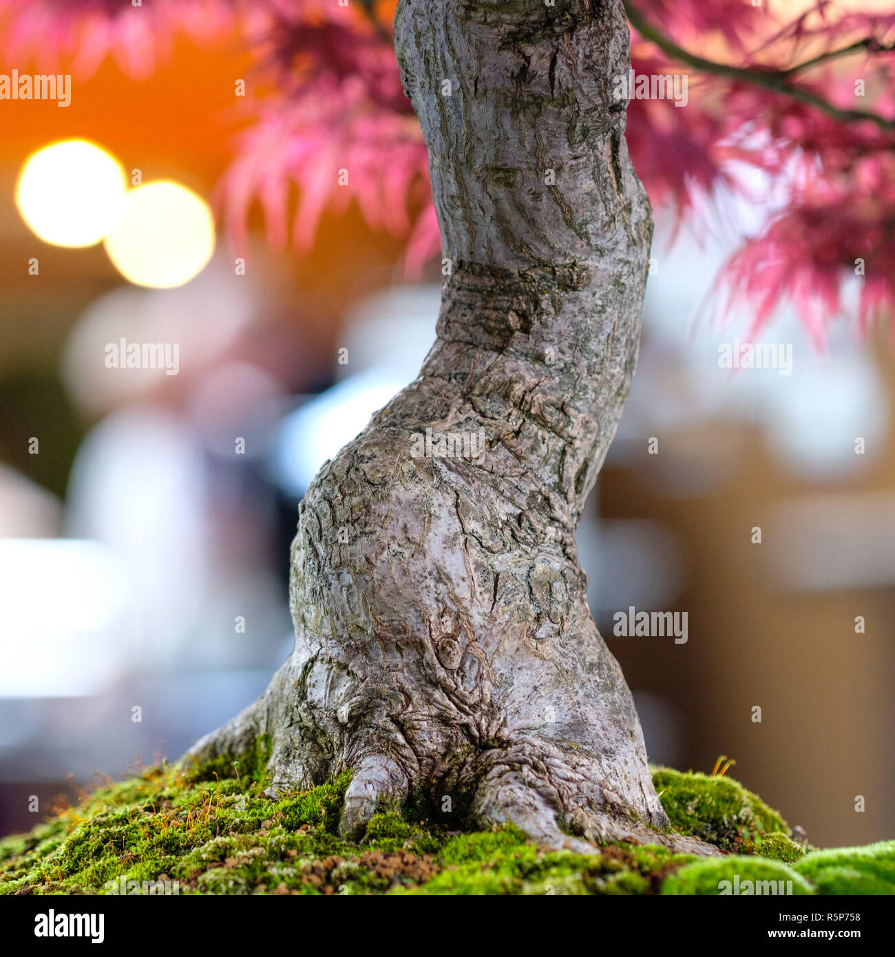 Nahaufnahme der Ventilator ahorn Bonsai Baum Rinde Stockfoto